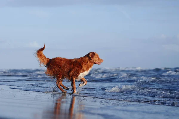 Cane Rosso Sulla Spiaggia Recupero Del Pedaggio Delle Anatre Della — Foto Stock