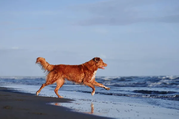 Rød Hund Stranden Nova Scotia Tolling Retriever Går Sand Vann – stockfoto