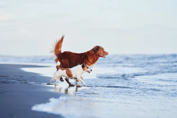 Two Active Dogs Run Beach Water Nova Scotia Retriever Jack — Stock Photo, Image