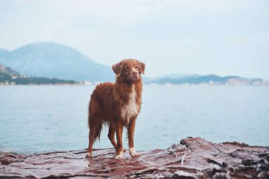 Deniz ve dağların arka planında bir taşın üzerinde ıslak bir köpek. Nova Scotia ördek avcıları doğada