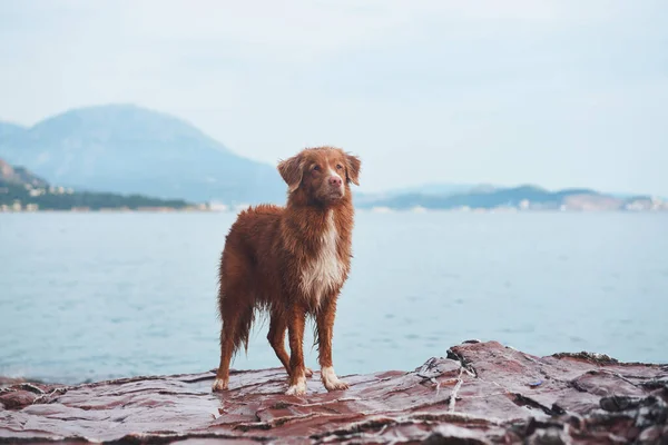 Мокрі Собаки Камені Тлі Моря Гір Нова Шотландська Качка Відколює — стокове фото