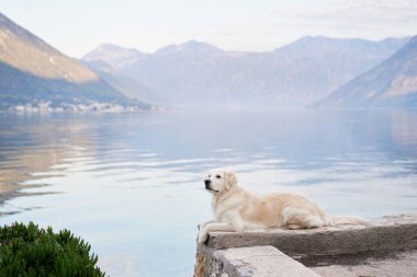 Köpek, dağların ve denizin zeminine karşı setin üzerinde uzanıyor. Golden Retriever deniz kenarında. Doğada evcil hayvan.