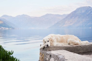Köpek, dağların ve denizin zeminine karşı setin üzerinde uzanıyor. Golden Retriever deniz kenarında. Doğada evcil hayvan.