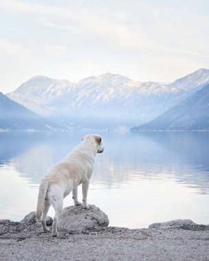 Köpek, dağların ve denizin zeminine karşı setin üzerinde uzanıyor. Labrador Retriever deniz kenarında. Doğada evcil hayvan.