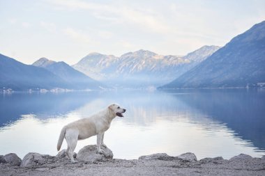 Köpek, dağların ve denizin zeminine karşı setin üzerinde uzanıyor. Labrador Retriever deniz kenarında. Doğada evcil hayvan.