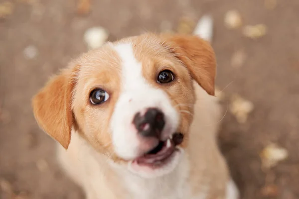 Lindo Retrato Cachorro Perro Sonriendo Mascota Naturaleza — Foto de Stock