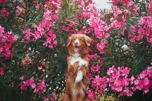 Hond Roze Nerium Bloemen Nova Scotia Eend Tol Retriever Natuur — Stockfoto