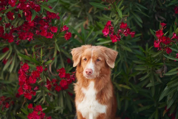 Собака Красных Цветах Нериума Новая Шотландия Утиный Ретривер Природе Пет — стоковое фото
