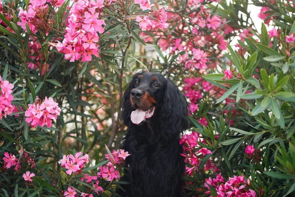 粉红油菜花中的狗在户外 Gordon Setter在大自然中 — 图库照片