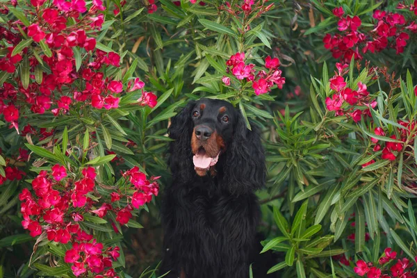 在室外开红色油菜花的狗 Gordon Setter在大自然中 — 图库照片
