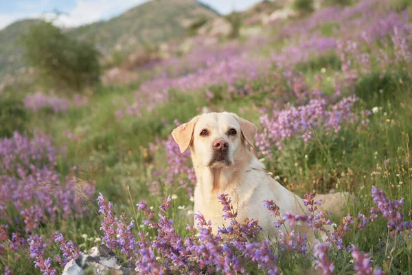 Cão Entre Flores Selvagens Contra Pano Fundo Das Montanhas Fawn — Fotografia de Stock