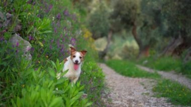 Yabani çiçeklerdeki köpek. Yaz havası. Komik ve neşeli Jack Russell Teriyer çiçekleri içinde