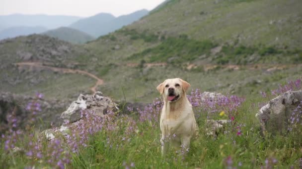 Собака Серед Диких Квітів Тлі Гір Ретривер Fawn Labrador Природі — стокове відео
