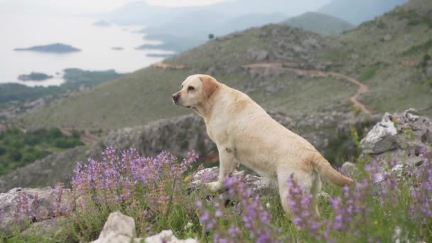 Σκύλος Ανάμεσα Άγρια Λουλούδια Στο Φόντο Των Βουνών Fawn Λαμπραντόρ — Αρχείο Βίντεο
