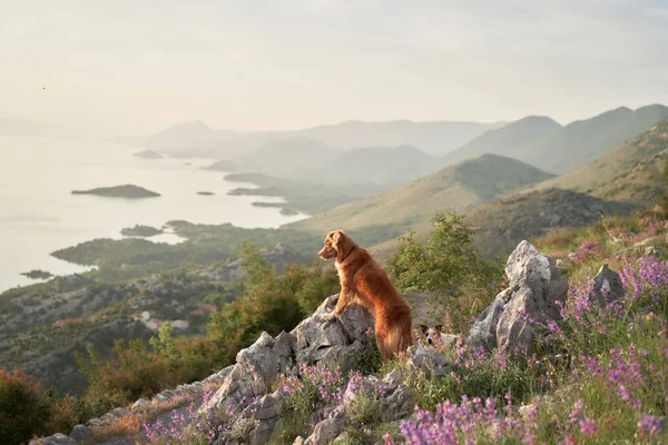 Собака Среди Диких Цветов Фоне Гор Новый Шотландский Утиный Ретривер — стоковое фото