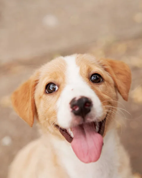 Schattig Puppy Portret Hond Lachend Huisdier Natuur — Stockfoto