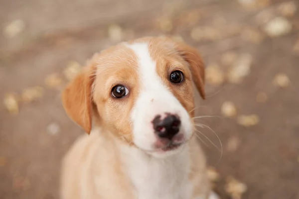 Retrato Cachorrinho Bonito Cão Sorrir Pet Natureza — Fotografia de Stock