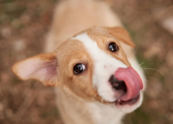 Niedlichen Welpen Portrait Hund Lächelt Haustier Der Natur — Stockfoto
