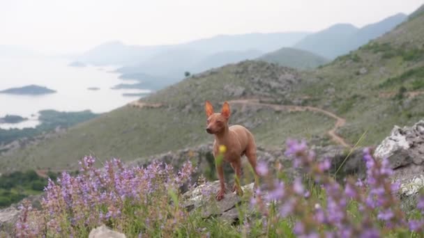American Hairless Terrier Naturaleza Flores Contra Telón Fondo Las Montañas — Vídeo de stock
