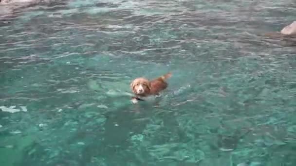Pes Plave Moři Nova Scotia Kachna Mýtný Retrívr Vodě Domácí — Stock video