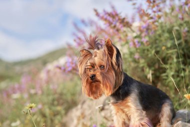 Doğadaki Yorkshire Teriyeri, dağların arka planına karşı çiçeklerle kaplı. Doğadaki köpek.