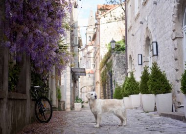 Eski şehirdeki çiçekçi köpek. Golden Retriever deniz kenarında. Kasabada evcil hayvan 