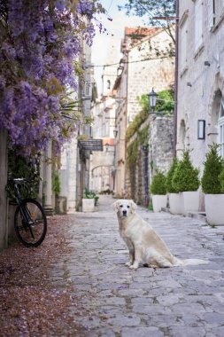 Eski şehirdeki çiçekçi köpek. Golden Retriever deniz kenarında. Kasabada evcil hayvan 
