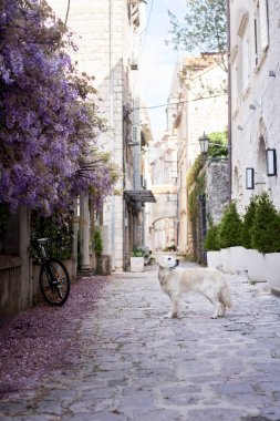 Eski şehirdeki çiçekçi köpek. Golden Retriever deniz kenarında. Kasabada evcil hayvan 