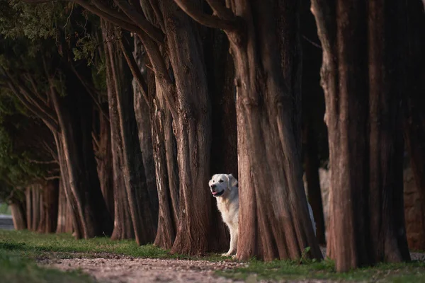 Pies Podglądający Zza Drzewa Słodki Biały Golden Retriever Naturze Chodzenie — Zdjęcie stockowe