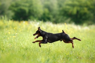 Aktif küçük köpek çimlerde koşuyor. Doğada minyatür Pinscher. Komik hayvan atlayışı 