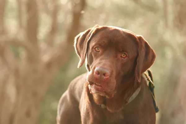 Cão Parque Labrador Chocolate Engraçado Grama Pet Natureza — Fotografia de Stock