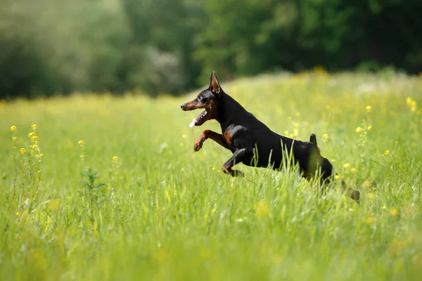 Aktiv Liten Hund Körs Gräs Miniatyr Pinscher Naturen Rolig Sällskapsdjur — Stockfoto