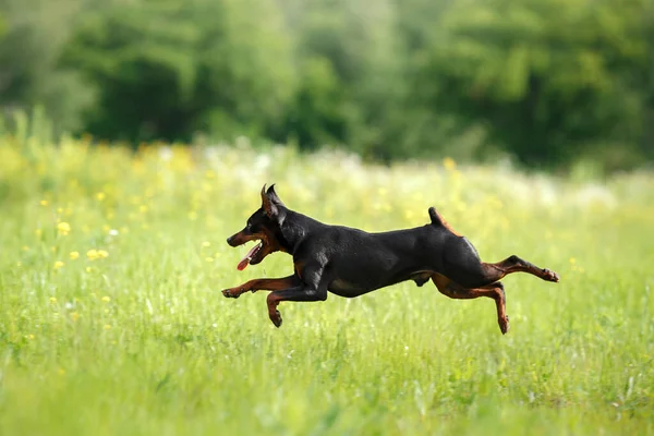 Actieve Kleine Hond Lopen Gras Miniatuur Pinscher Natuur Grappig Huisdier — Stockfoto
