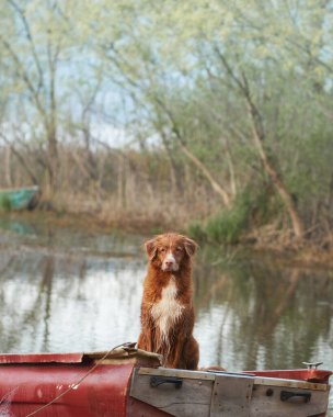 Köpek teknede. Nova Scotia Ördek Avcısı Gölde 