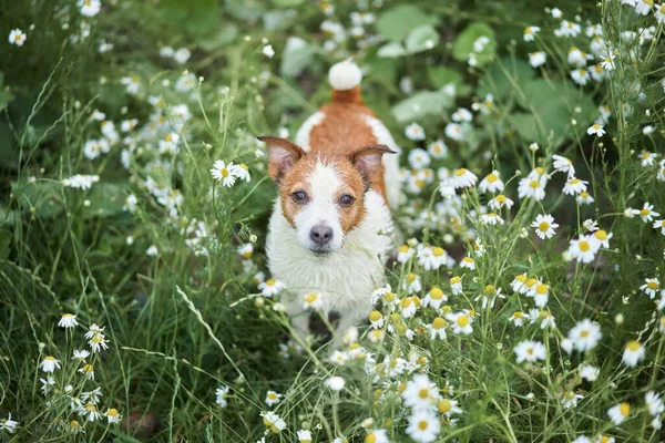 Cão Flores Camomila Jack Russell Terrier Engraçado Natureza Caminhando Com — Fotografia de Stock