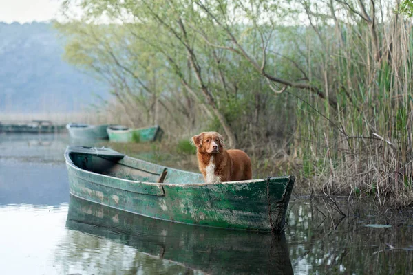 狗在船上 新斯科舍省湖上自然采摘鸭 — 图库照片