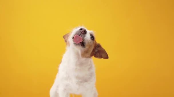 Собака Облизывает Смешной Джек Рассел Терьер Жёлтом Фоне Счастливый Питомец — стоковое видео
