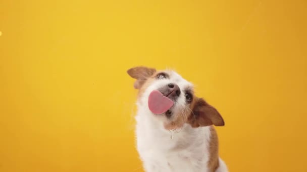Dog Licks Funny Jack Russell Terrier Yellow Background Happy Pet — Stock Video