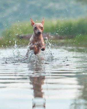 Köpek suyla koşar. Gölde komik Amerikan Kılsız Teriyeri oyunu. Evcil bir hayvanla aktif tatil