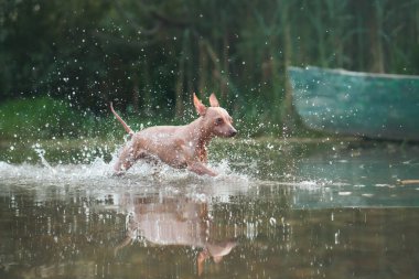 Köpek suyla koşar. Gölde komik Amerikan Kılsız Teriyeri oyunu. Evcil bir hayvanla aktif tatil