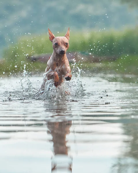 Pes Běhá Vodě Vtipný Americký Teriér Bez Chlupů Hraje Jezeře — Stock fotografie