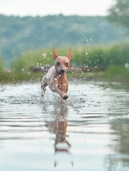Hunden Springer Vatten Rolig Amerikansk Hårlös Terrier Spela Sjön Aktiv — Stockfoto