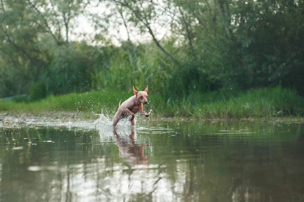 Hund Läuft Auf Wasser Lustige American Hairless Terrier Spielen Auf — Stockfoto