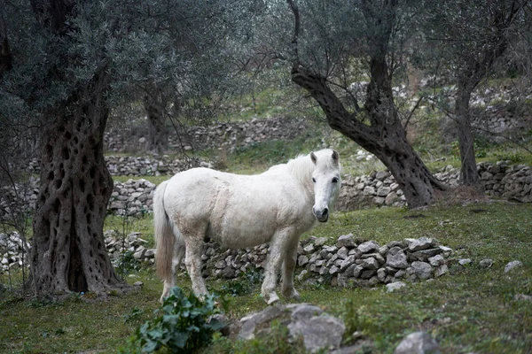 stock image white horse in the garden. Funny animals.