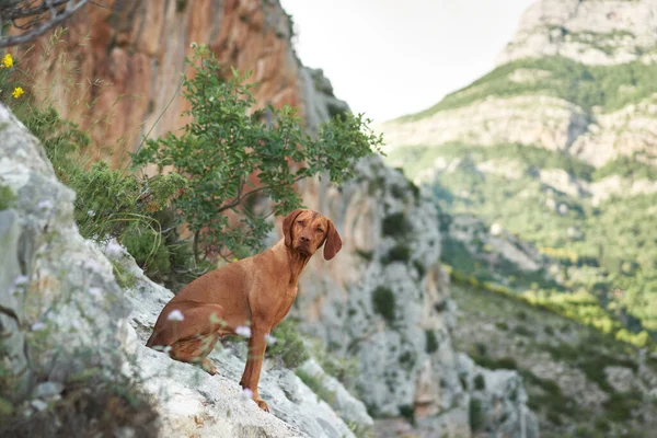 Perro Las Montañas Divertida Vizsla Húngara Sobre Fondo Piedras Rocas — Foto de Stock