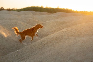 Köpek gün batımında bir kum ocağında. Nova Scotia ördek avcısıdır doğada