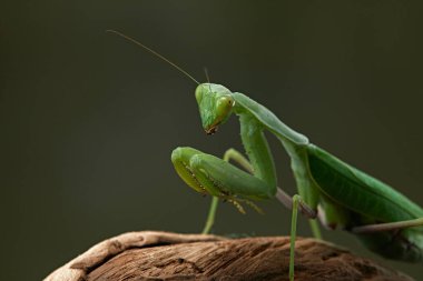 Yeşil arka planda peygamber devesi. Böcek avlar, yer, makro