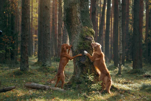Deux Chiens Mettent Leurs Pattes Sur Arbre Dans Forêt Hongrois — Photo
