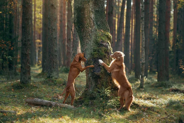 stock image Two dogs put their paws on a tree in the forest. Hungarian Vizsla and Nova Scotia Duck Tolling Retriever