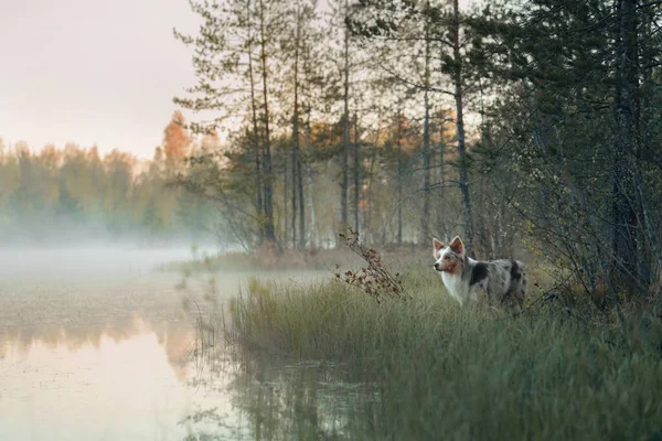 Σκυλί Στη Λίμνη Στην Ομίχλη Σύνορα Κόλλεϊ Στη Φύση Κοντά — Φωτογραφία Αρχείου